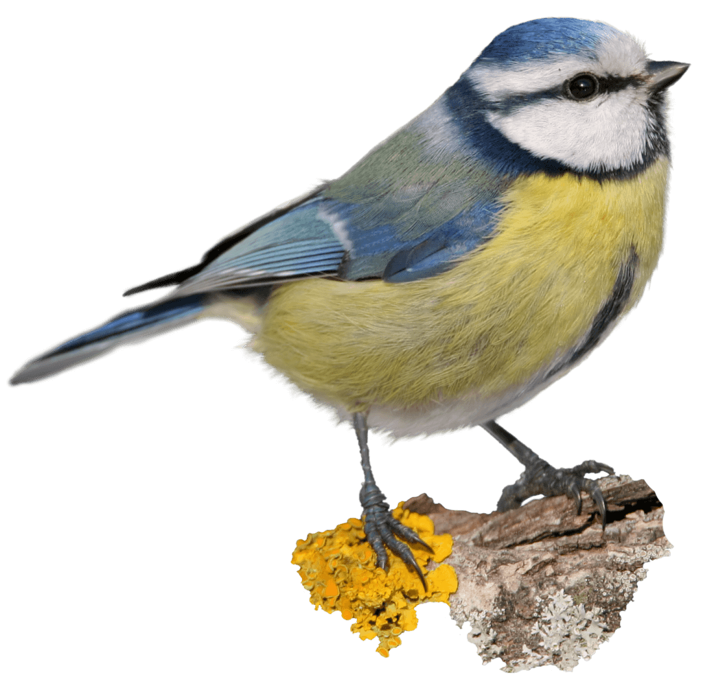 Blaumeise NABU Vogeltrainer