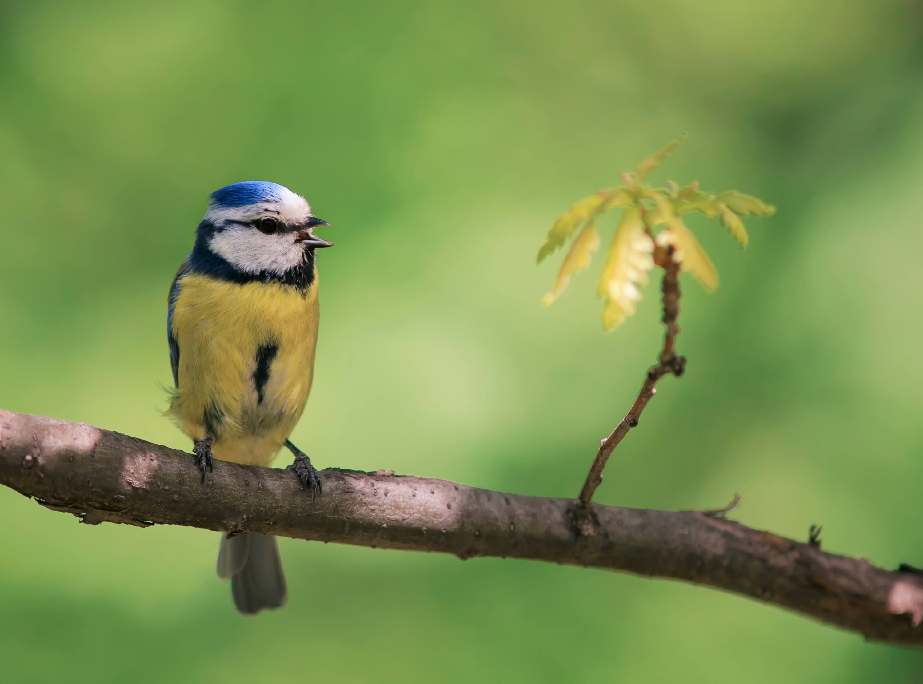 Blaumeise
