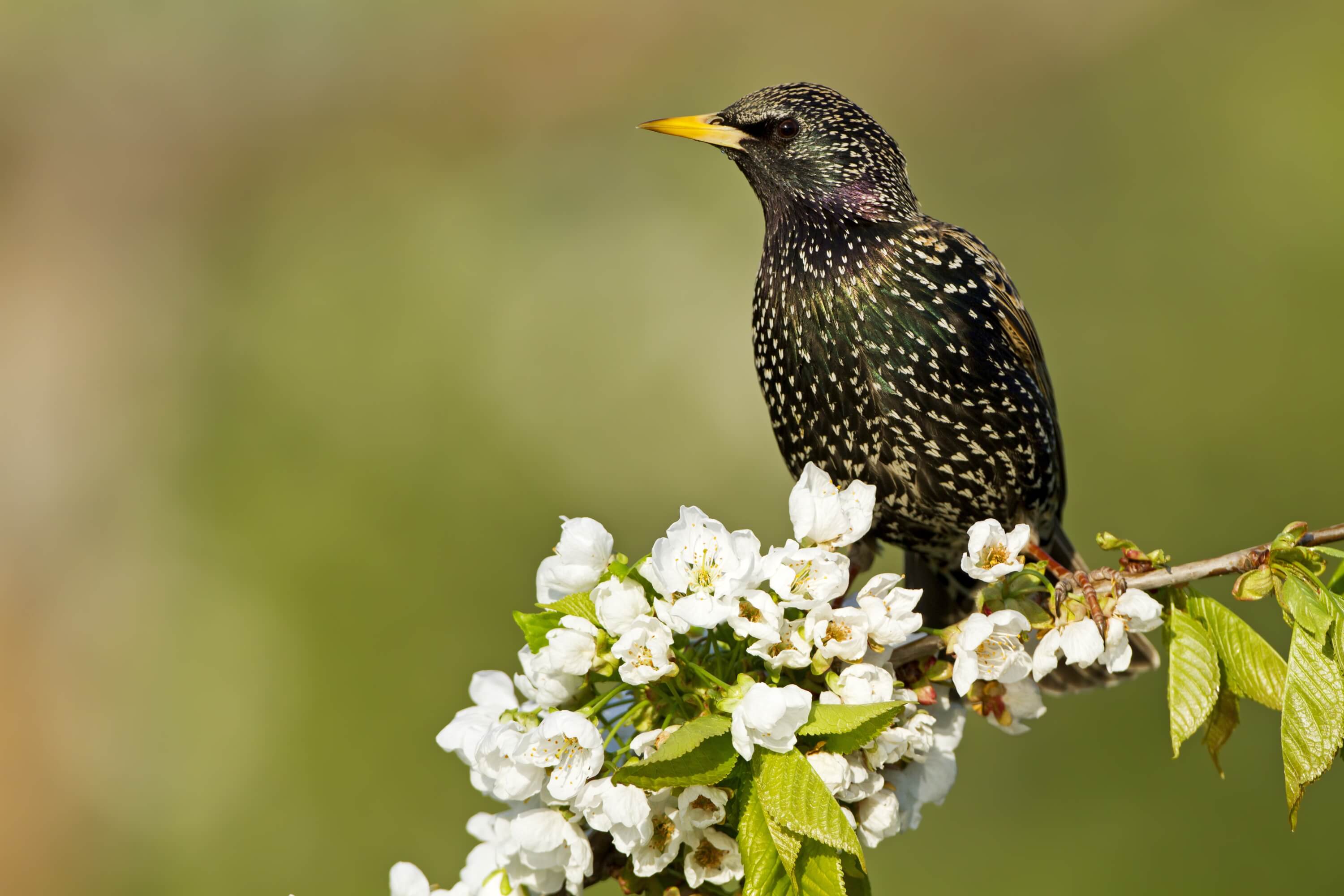 Star - NABU Vogeltrainer