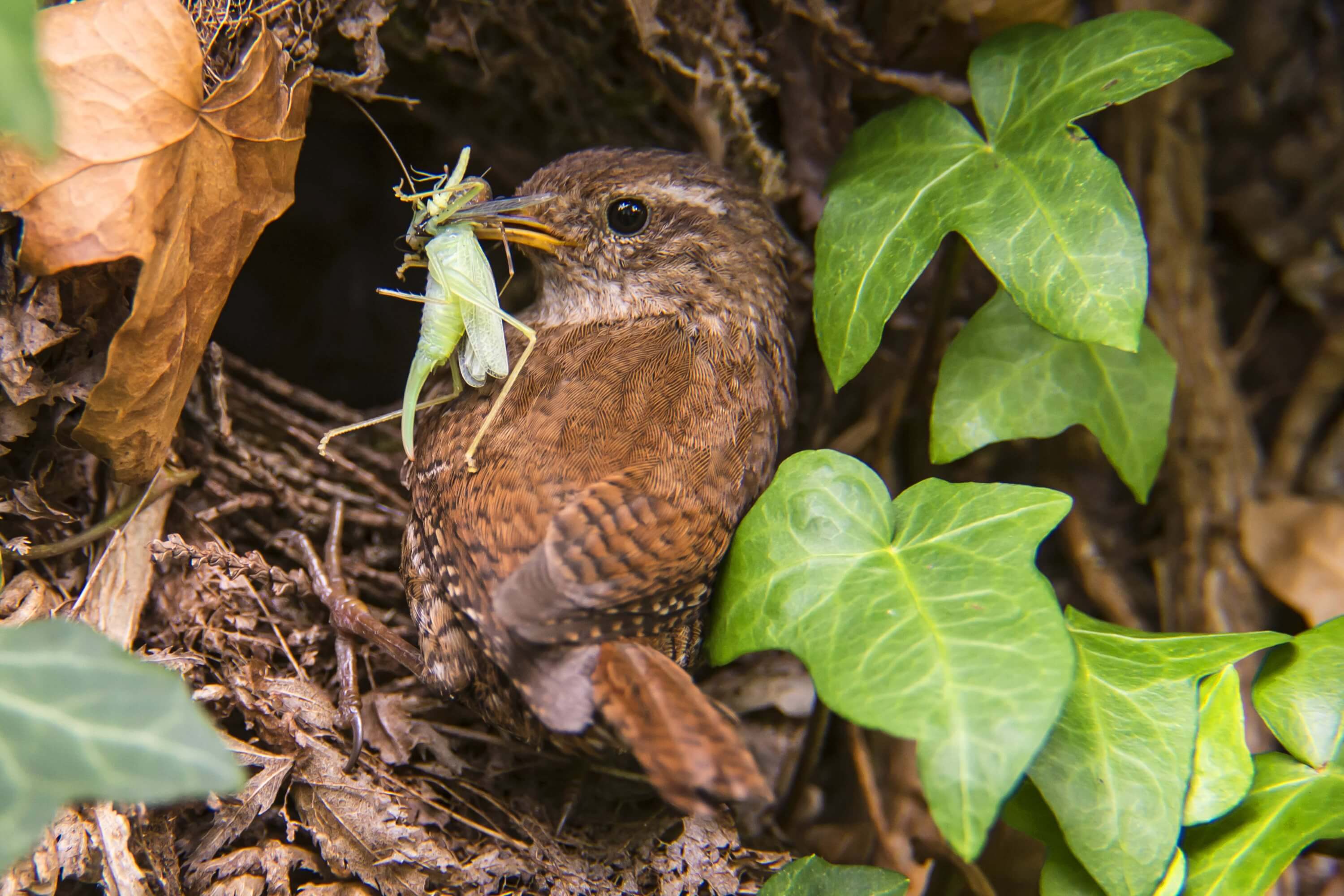 Zaunkönig am Nest