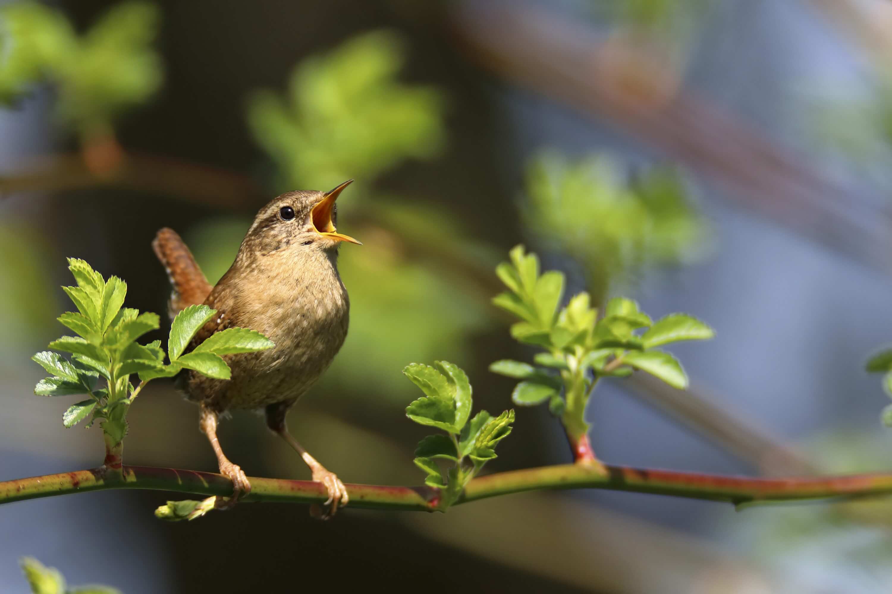 Zaunkönig beim Singen