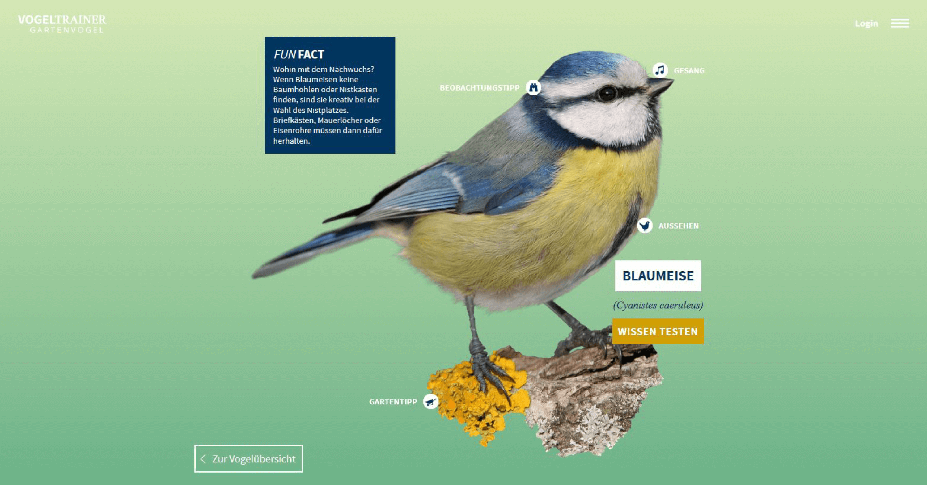 Blaumeise Gartenedition NABU Vogeltrainer